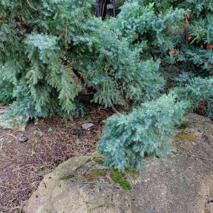 Blue-green juniper shrubs growing beside a natural stone boulder