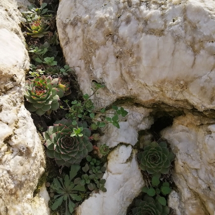 Close-up of alpine succulents growing in the crevices of a limestone boulder