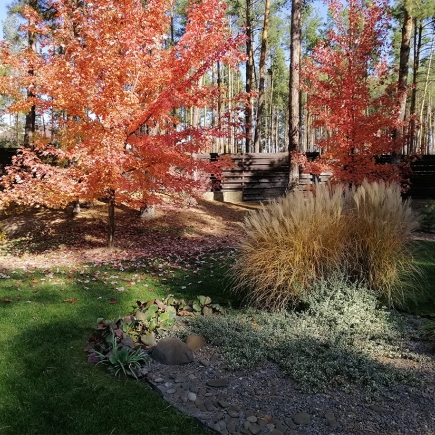 Japanese maple in autumn color beside ornamental grasses