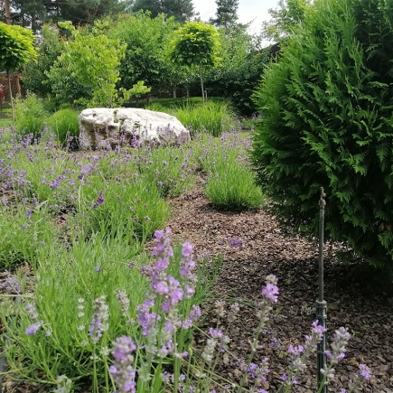Lavender bed and clipped thuja hedge surrounding a garden boulder