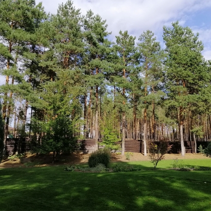 Pine forest bordering the property's dark timber privacy fence