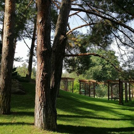 Sunlit pine trunks overlooking the pergola alley on the hillside